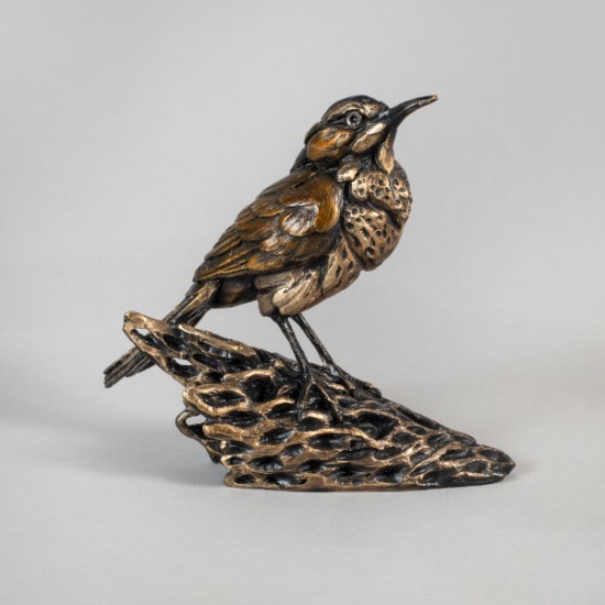 Bryce Pettit - Cactus Wren