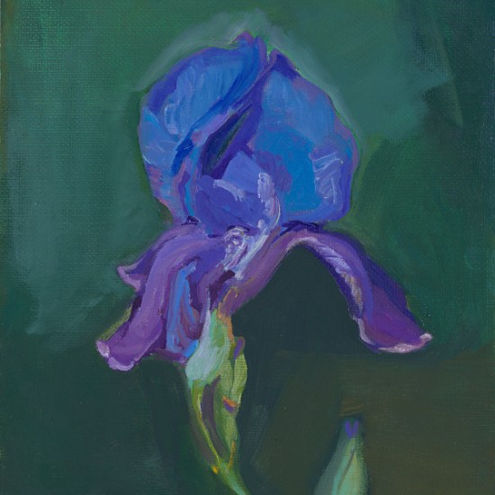 Kathryn Stedham - Wild Iris Flower